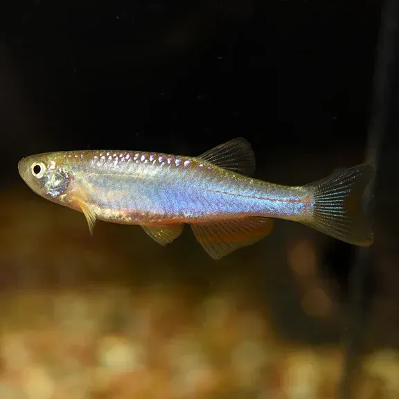 Imagem do Danio Pérola